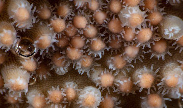 Karry on - Coral Spawning