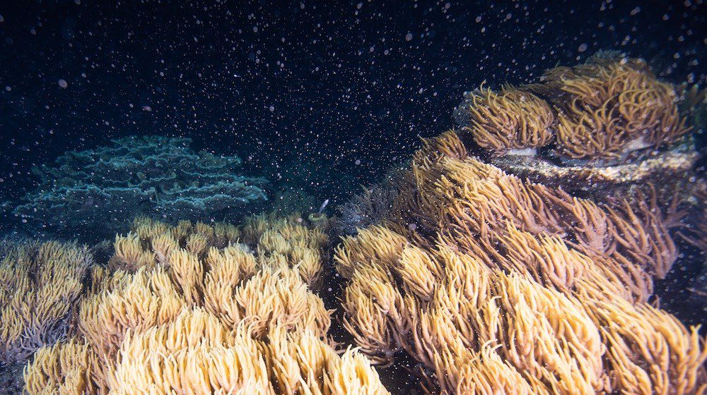 REEF CLIMAX: Last Night's Coral Spawning 