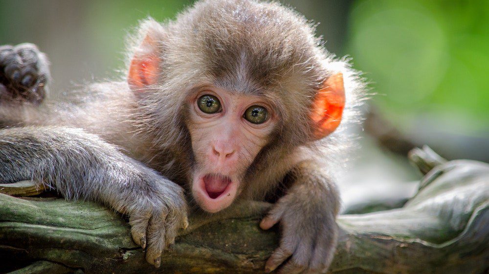 QUIRKY FESTIVAL: Thailand Honours Monkeys With Huge Feast