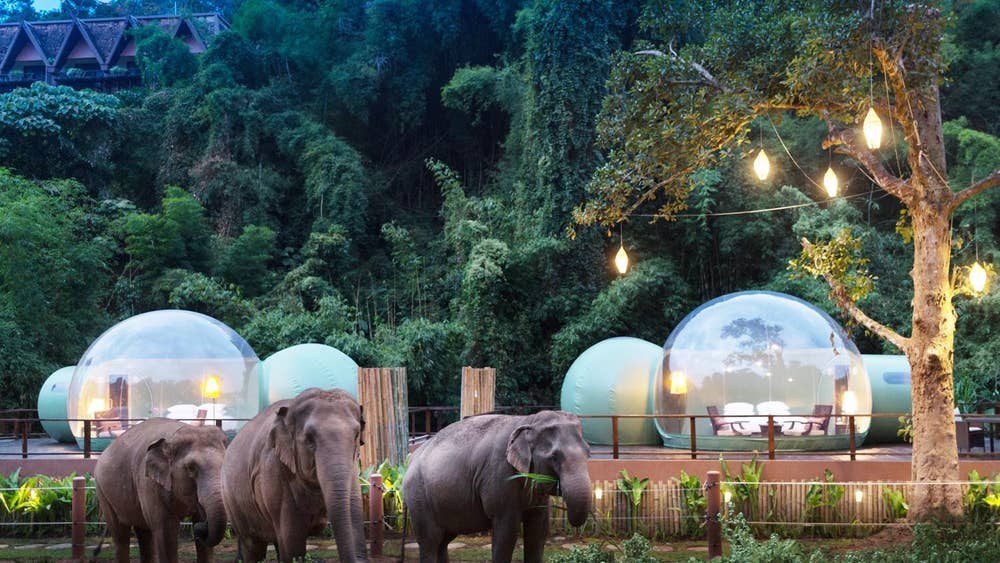 JUNGLE BUBBLE: Anantara's Unique Bubble Room Elephant Experience