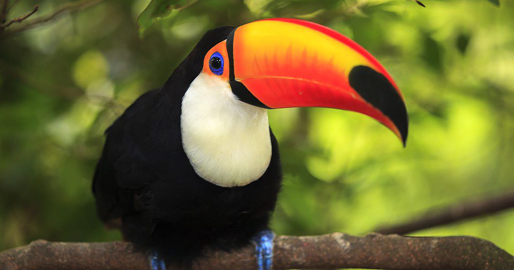 AGENTS GOING WILD: Exotic Friends You Can Meet In Costa Rica In 2020