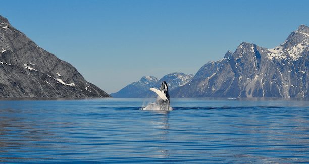 Aurora Expeditions: Learn About New 2022 Voyages & Get Yourself A Free Coffee! 1 Aurora Incentive