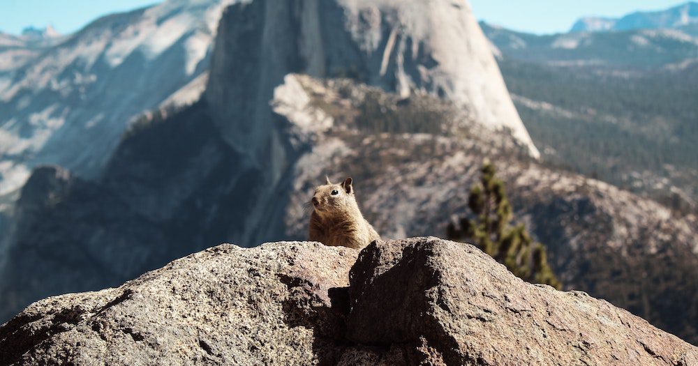 Yosemite Is Closed To Humans & The Animals Are Loving Life!