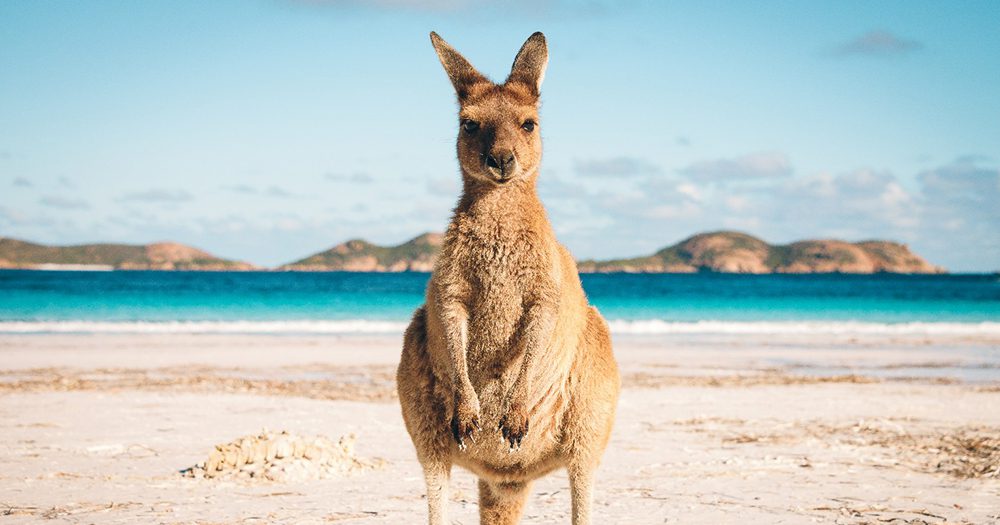 Kangaroo.australia