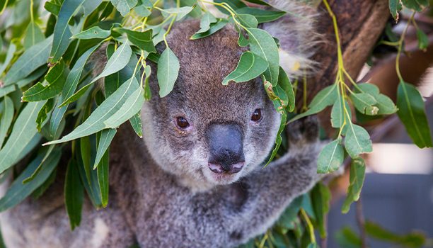 Koala Hospital Port Macquarie Credit Destination NSW