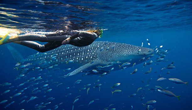 Diving with Whalesharks on Ningaloo Reef, Exmouth WA