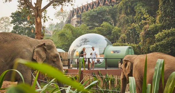 Jungle Bubble Elephant