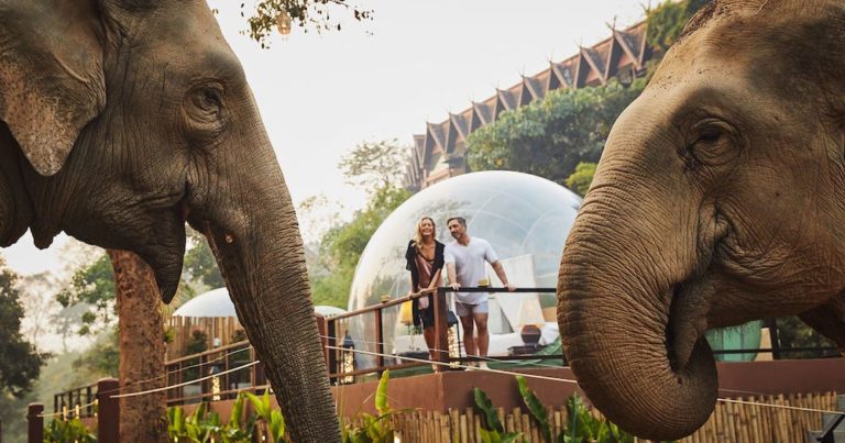 Dream Big: Sleep Among Elephants In These Beautiful ‘Jungle Bubbles’