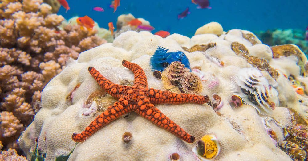 Love Fiji? Love The Ocean? Check Out This Mer-Mazing Coral Reef Ecology Course