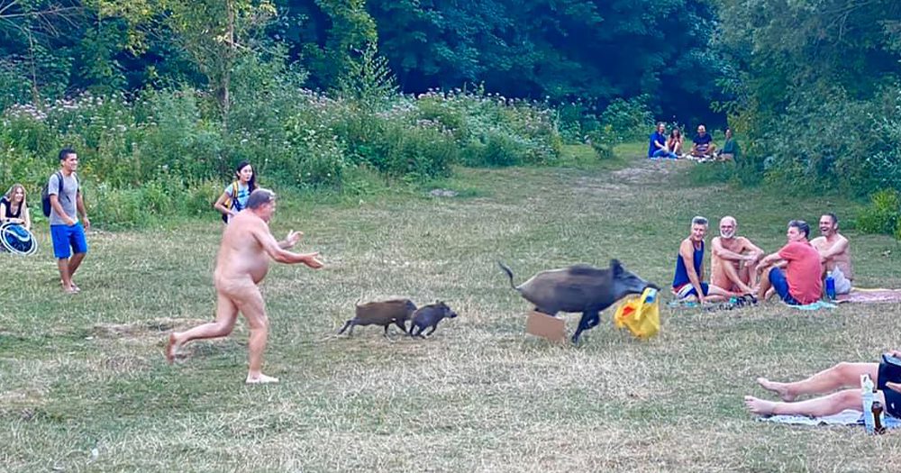German Nudist Chases Cheeky Laptop Stealing Boar