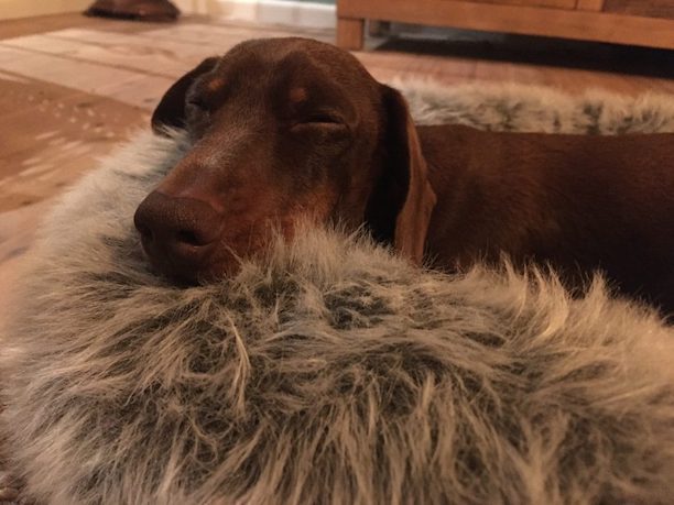 The Cutest Reunion: Virgin Australia Brings Stranded Pooch Home 1 Virgin Australia Dachshund