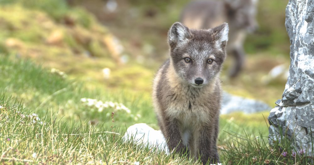 Aurora Expeditions Launches New Wild & Remote Voyages For 2022