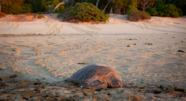 Queensland Nature