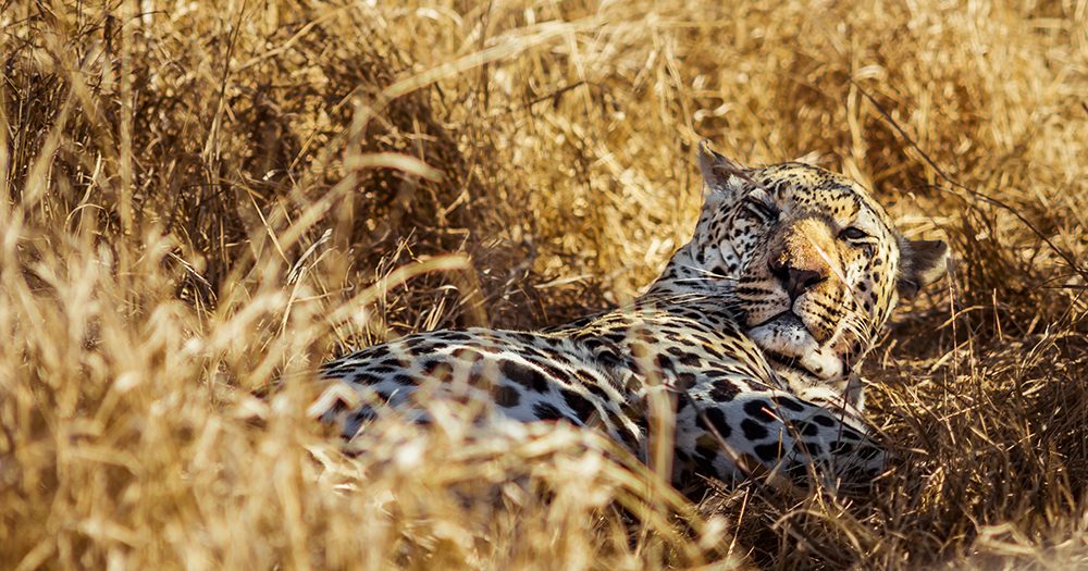 Get Wild In South Africa With Google And South African Tourism