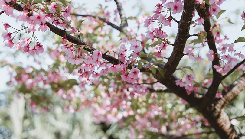 Kawazu cherry blossms 2