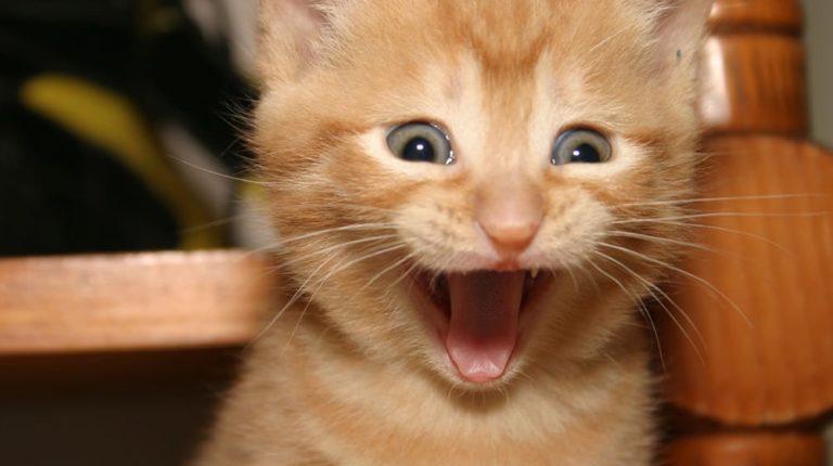 Take A Break: 6 Fun Things To Take Your Mind Off JobKeeper