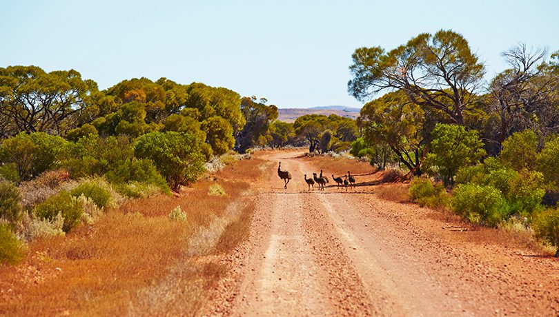 Gawler Ranges Emus ©Maxime Coquard