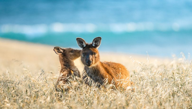 Kangaroos on Kangaroo Island ©South Australian Tourism Commission