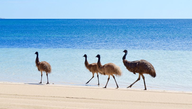 Emus on the beach, Coffin Bay National Park ©Emma Curran
