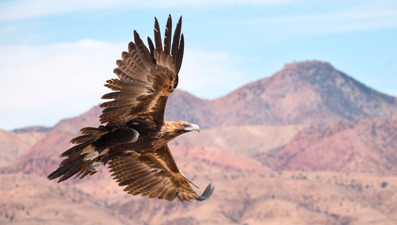 Wedge Tailed Eagle, Flinders Ranges ©Julie Fletcher