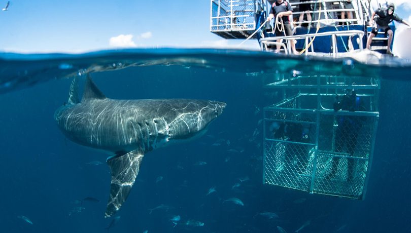 Inside the shark cage ©Rodney Fox Shark Expeditions