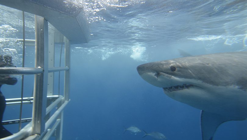 Great White Shark Cage Dive Aurora editorial