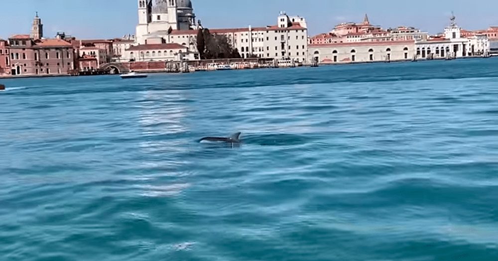 Dolphins Venice