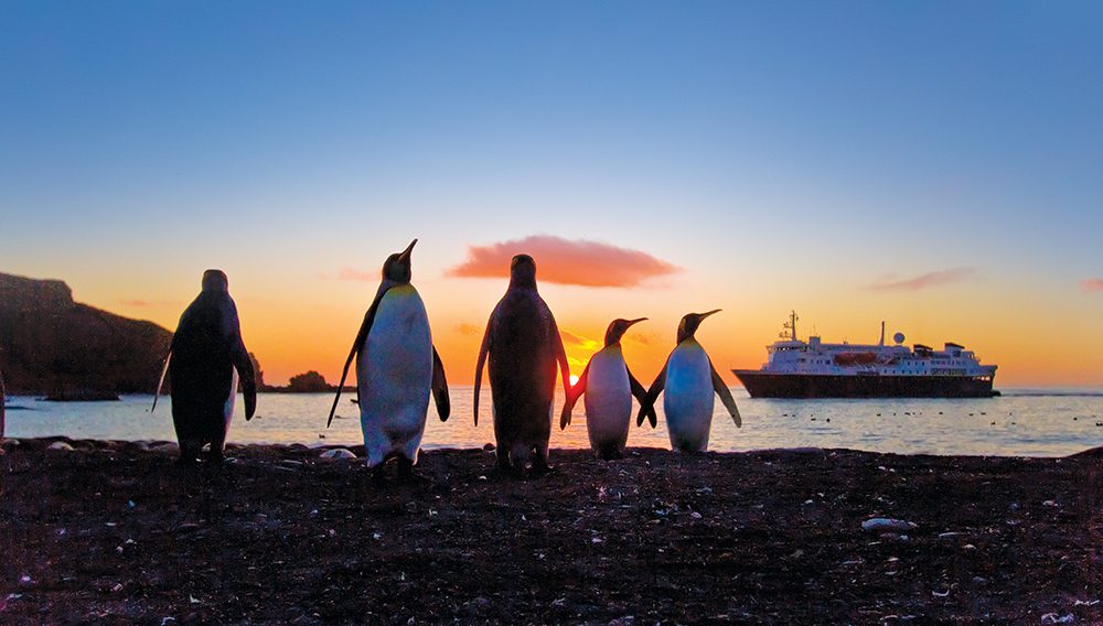 King penguins, South Georgia Island. Image credit: Michael S. Nolan
