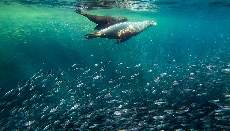 810x460 Sea lions swim amongst the colourful fish Baja California Matthew T Rader Unsplash