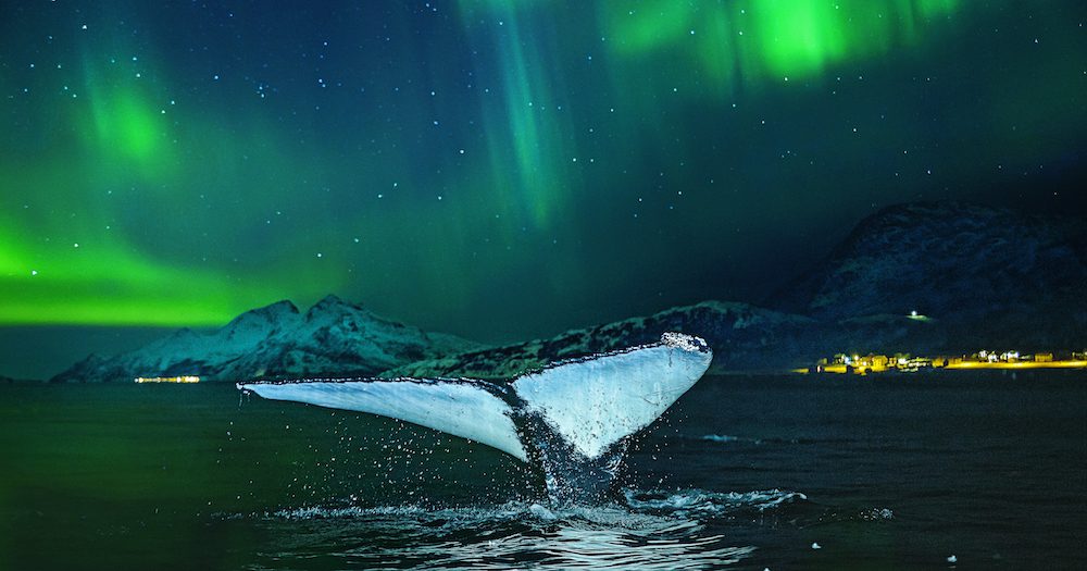 Travel Deals: Save Up To $600 On Hurtigruten's Arctic Follow the Lights Season