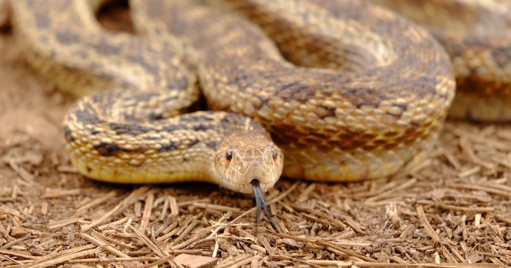Snakes on a plane: Qantas engineers fight off Rattlers with 