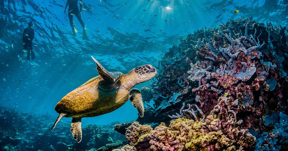 Great Barrier Reef gets $1 billion funding to save it from endangered list