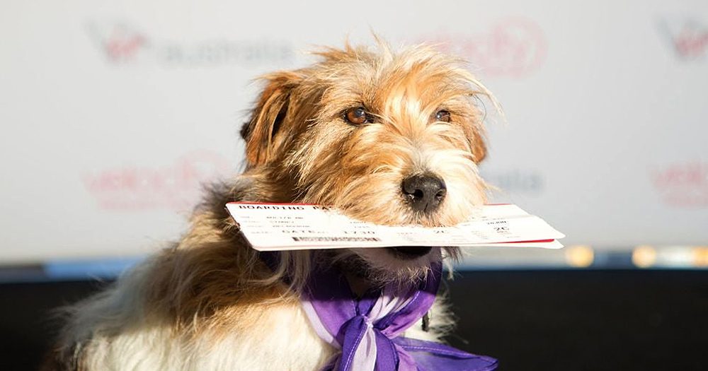 Pooches and pussycats on planes? Virgin Australia asks travellers to vote