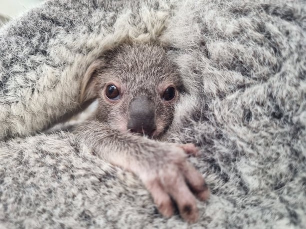 Joey WILD LIFE