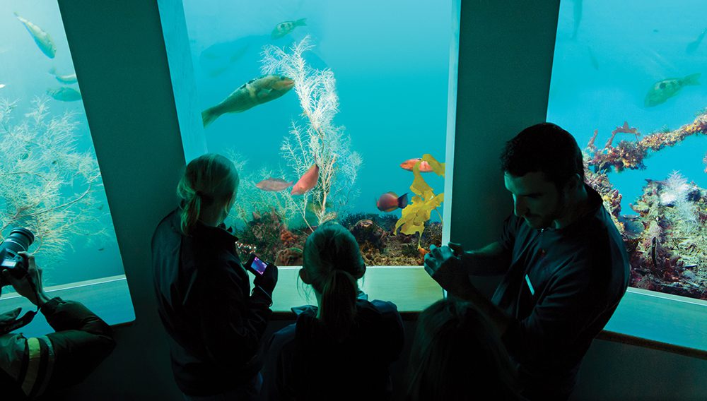 1000x568 Milford Sound Underwater Observatory Sealife with Family screen