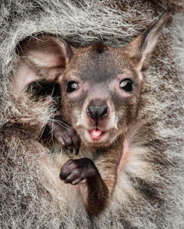 Kangaroo Joey
