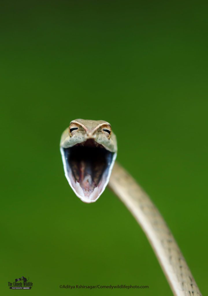 Our hilarious planet: 2021 Comedy Wildlife finalists announced 1 241015563 1614958302042613 5638955654234708057 n