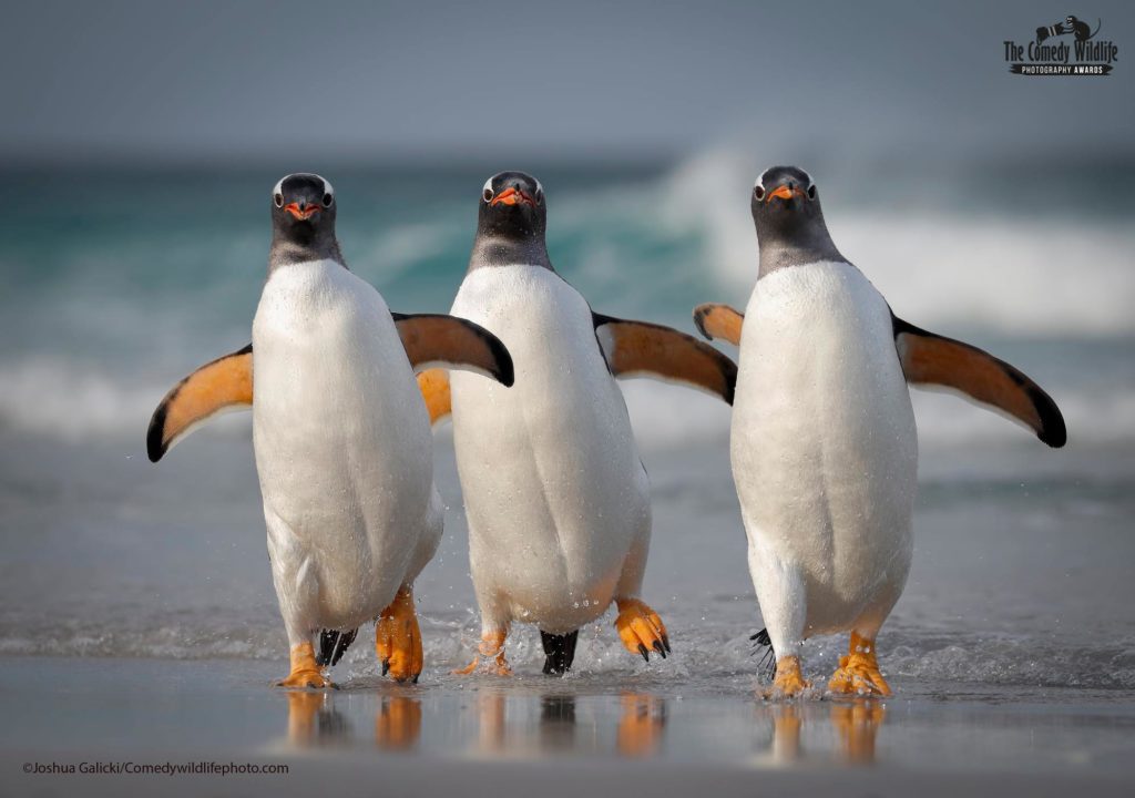 Our hilarious planet: 2021 Comedy Wildlife finalists announced 2 241049957 1615279412010502 6624022431529172010 n
