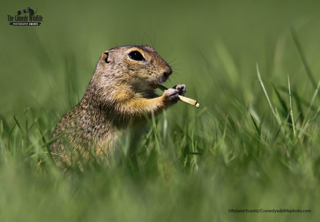 Our hilarious planet: 2021 Comedy Wildlife finalists announced 5 241117658 1615279465343830 6960112646744380163 n