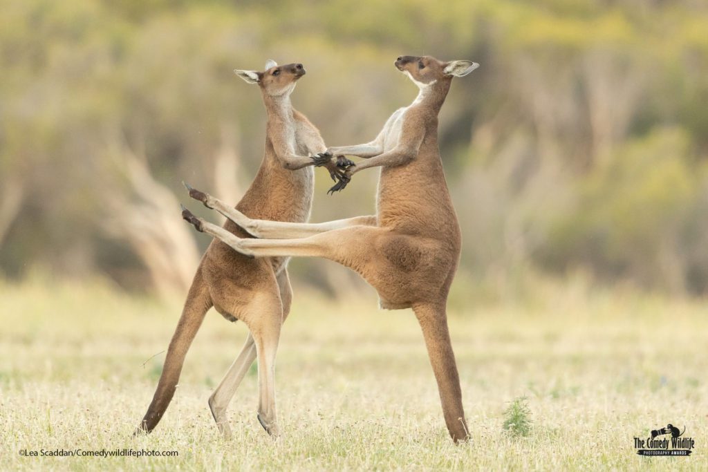Our hilarious planet: 2021 Comedy Wildlife finalists announced 3 241142896 1615279368677173 9005631346376254216 n