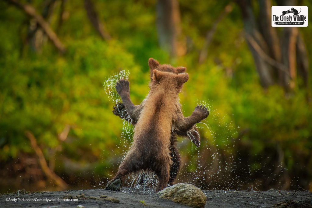 Our hilarious planet: 2021 Comedy Wildlife finalists announced 6 241146092 1614958432042600 2971691884516835257 n
