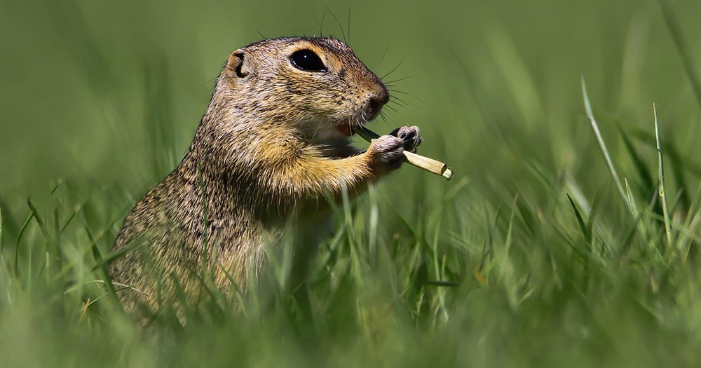 Our hilarious planet: 2021 Comedy Wildlife finalists announced