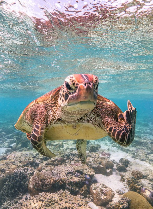 Our hilarious planet: 2021 Comedy Wildlife finalists announced 4 mark fitzpatrick