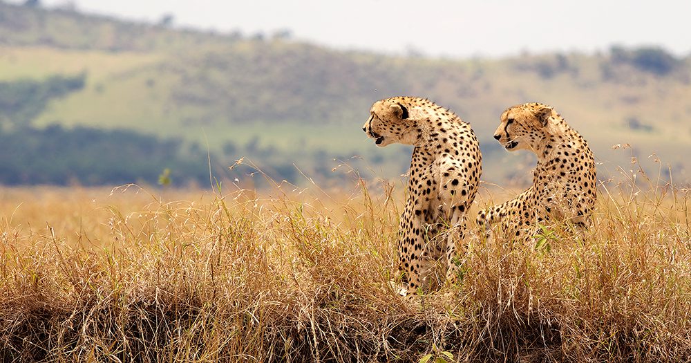 Now Hiring: Collette invests in Australia with exciting plans to grow its team