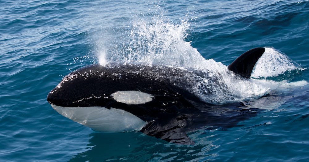 World Animal Protection moves Expedia Group to end cruel captive whale and dolphin activities