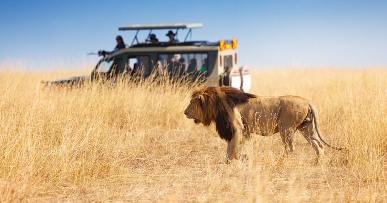 Omicron travel bans strike South Africa’s safari business