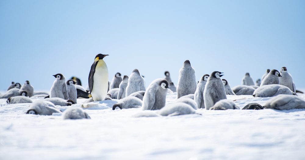 Penguin chic: Chimu Adventures launches Antarctic Luxury range