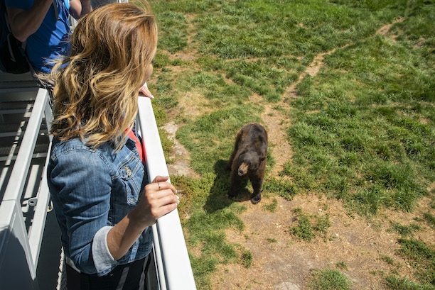 The Great American West renews Down Under relationship with Linkd Tourism 2 Brand USA Yellowstone Bear World in Idaho.