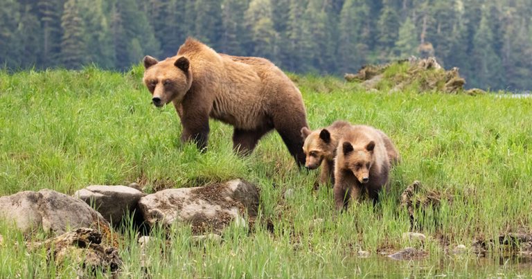 Travel With Purpose ‘Laid Bear’ thanks to Adventure World and British Columbia