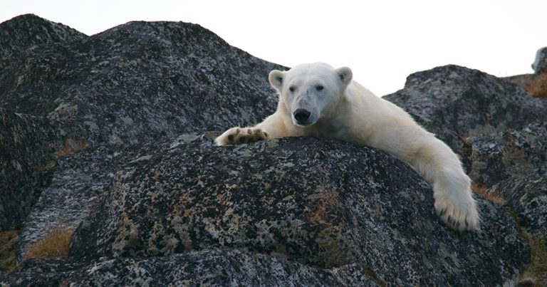 Discover Aurora Expeditions’ 2023 Arctic & Global season